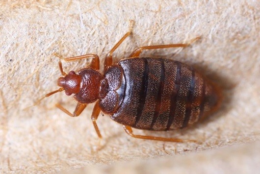 Bed bug Pest Control Services Nairobi Kenya