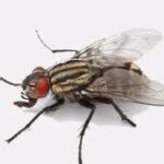 Flies Control Services in Nairobi | Bestcare Pest Control Services