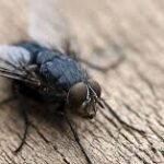 Flies Control Services in Nairobi | Bestcare Pest Control Services