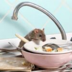 Mice Control Services in Nairobi | Bestcare Pest Control Services