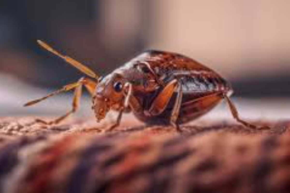 Best Step by Step Guideline on How to Get Rid of Bedbugs | Bestcare ...