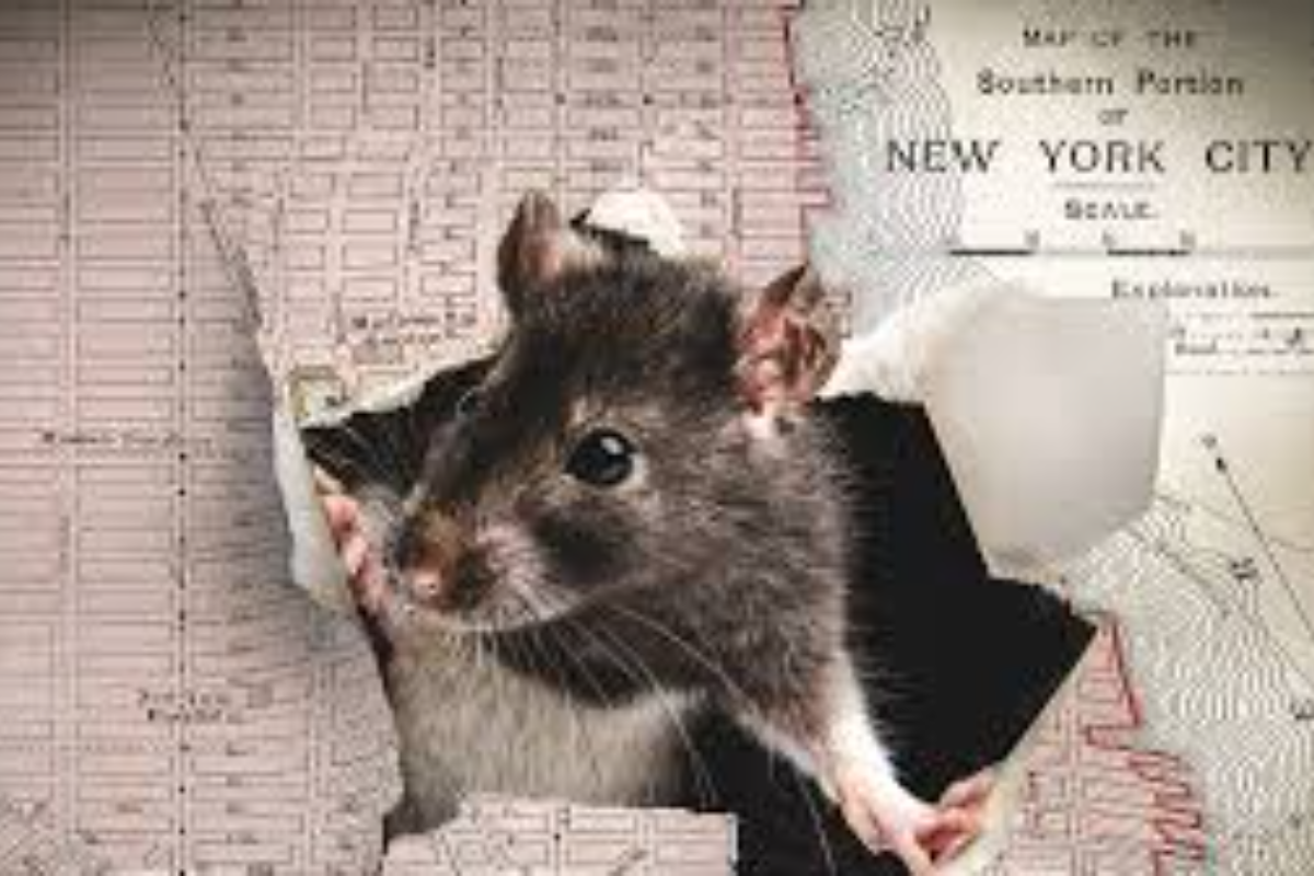 How to Get Rid of Rats and Mice Safely