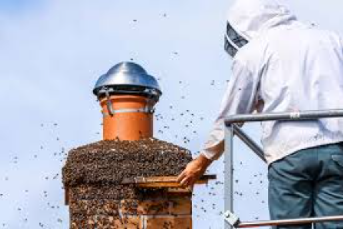 Comprehensive Step by Step Guide on Bee Removal Service