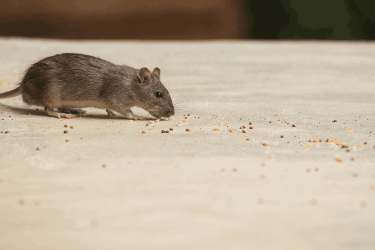 What You Should Do at the First Sign of a Pest Problem