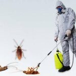 How to get rid of fleas from an office in Nairobi