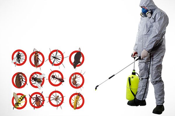 How to get rid of fleas from an office in Nairobi