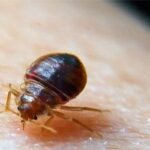 signs of pests