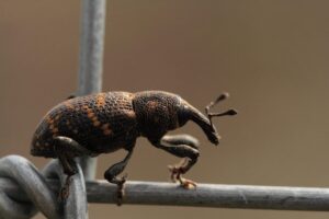 Rice Weevil 1 Rice Weevil