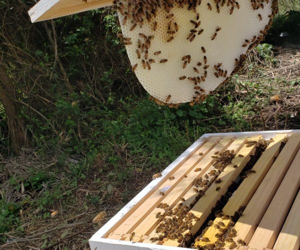 How to Safely Collect and Remove a Swarm of Bees in Kenya
