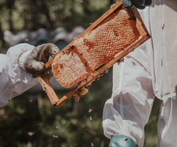 How to Safely Collect and Remove a Swarm of Bees in Kenya