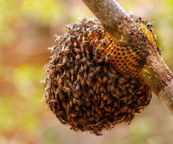 Bee removal services