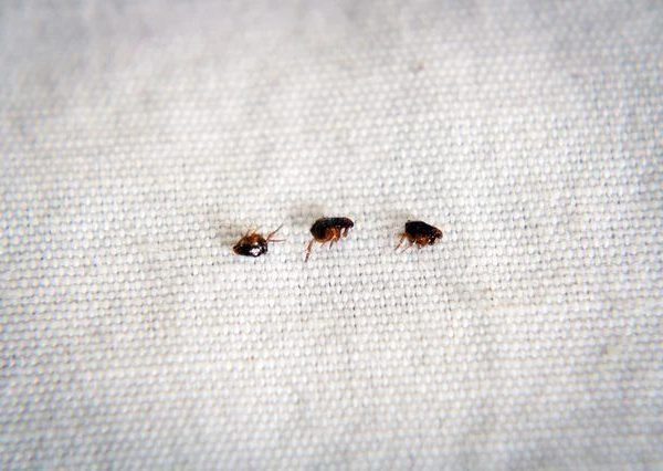 How to get rid of fleas from an office in Nairobi