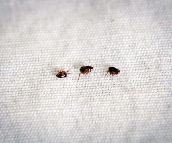 How to get rid of fleas from an office in Nairobi