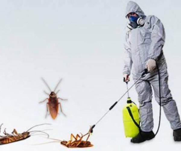 How to get rid of fleas from an office in Nairobi