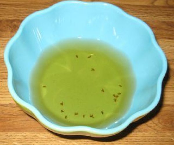Fruit flies control in nairobi kenya
