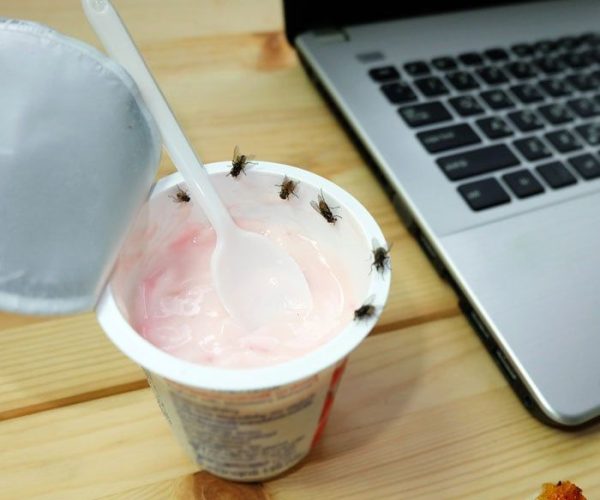 Fruit flies control in nairobi