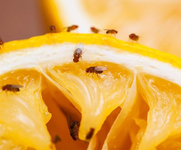 Fruit flies control