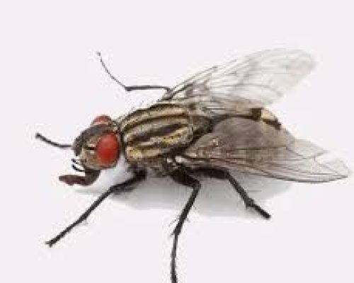 Flies Control Services in Nairobi | Bestcare Pest Control Services
