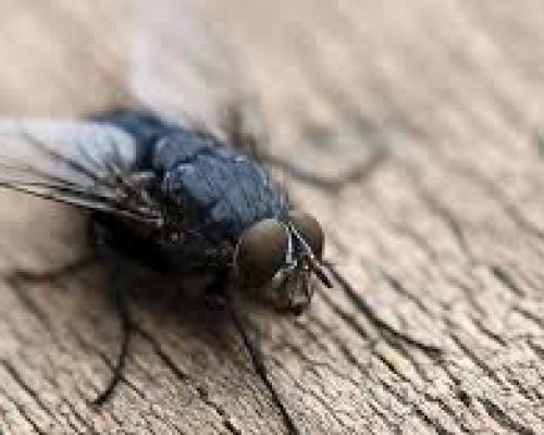 Flies Control Services in Nairobi | Bestcare Pest Control Services