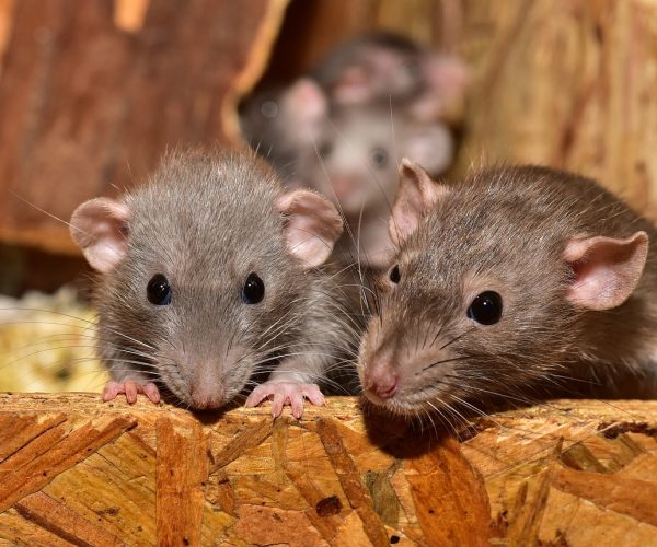 rats-in-attic