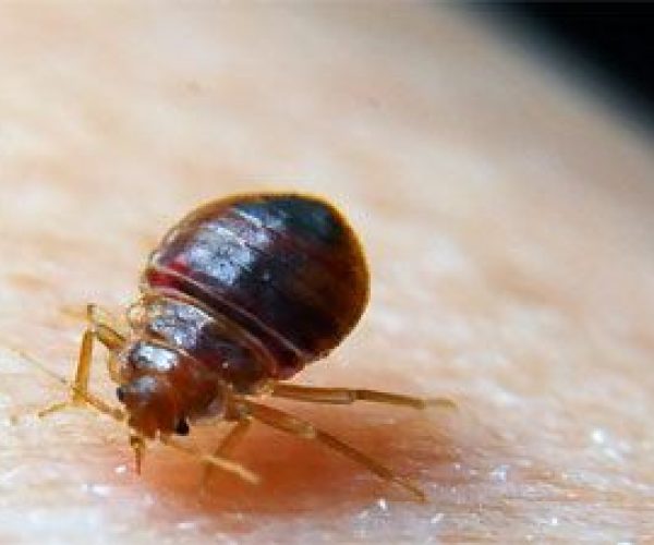 signs of pests