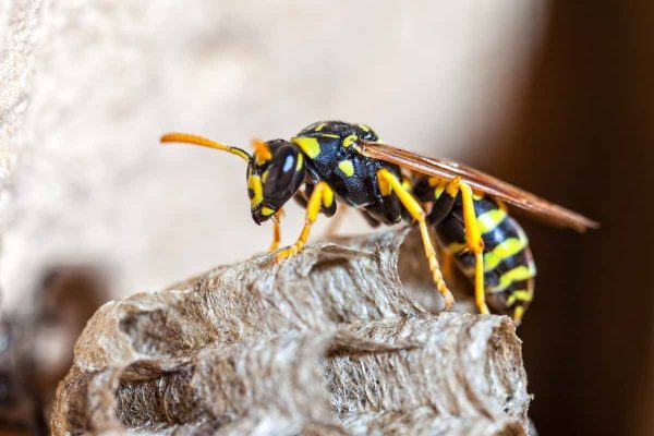 wasp-control-service