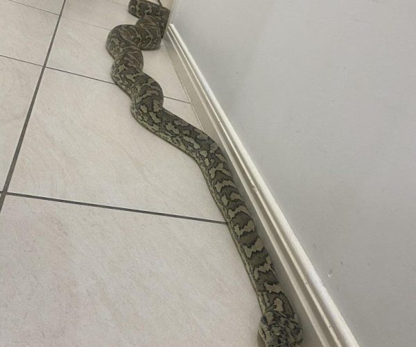 Professional Snake Fumigation Services in Nairobi